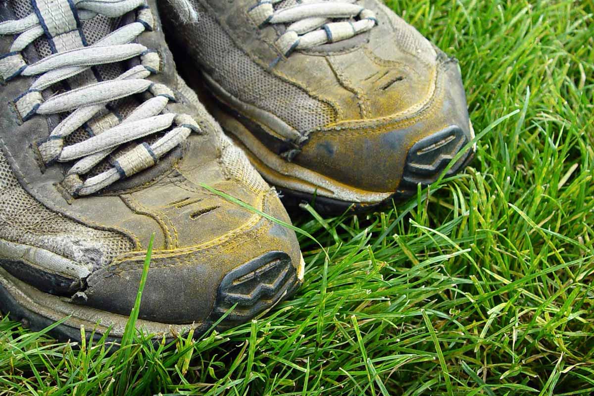 The Lawn Mystery of the “Orange-Shoe Disease”