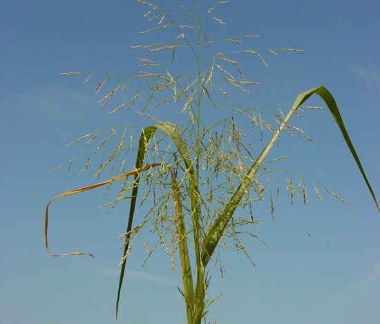 fall panicum