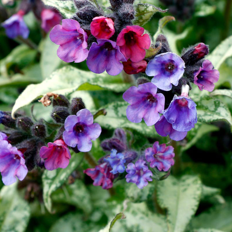 Pulmonaria ‘Silver Scimitar’. Photo courtesy Terra Nova ® Nurseries, Inc.