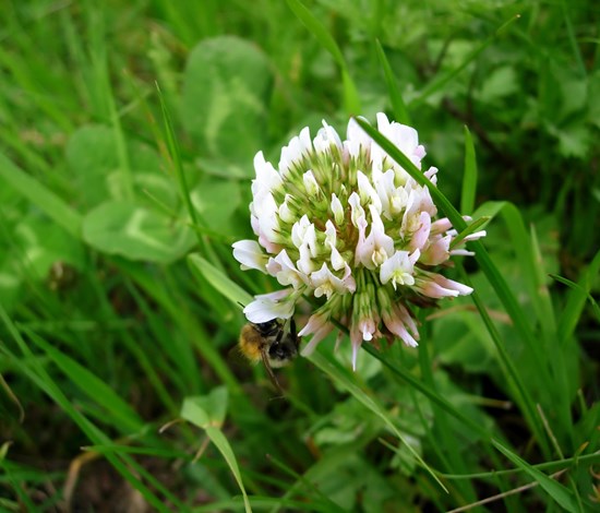 White clover flower