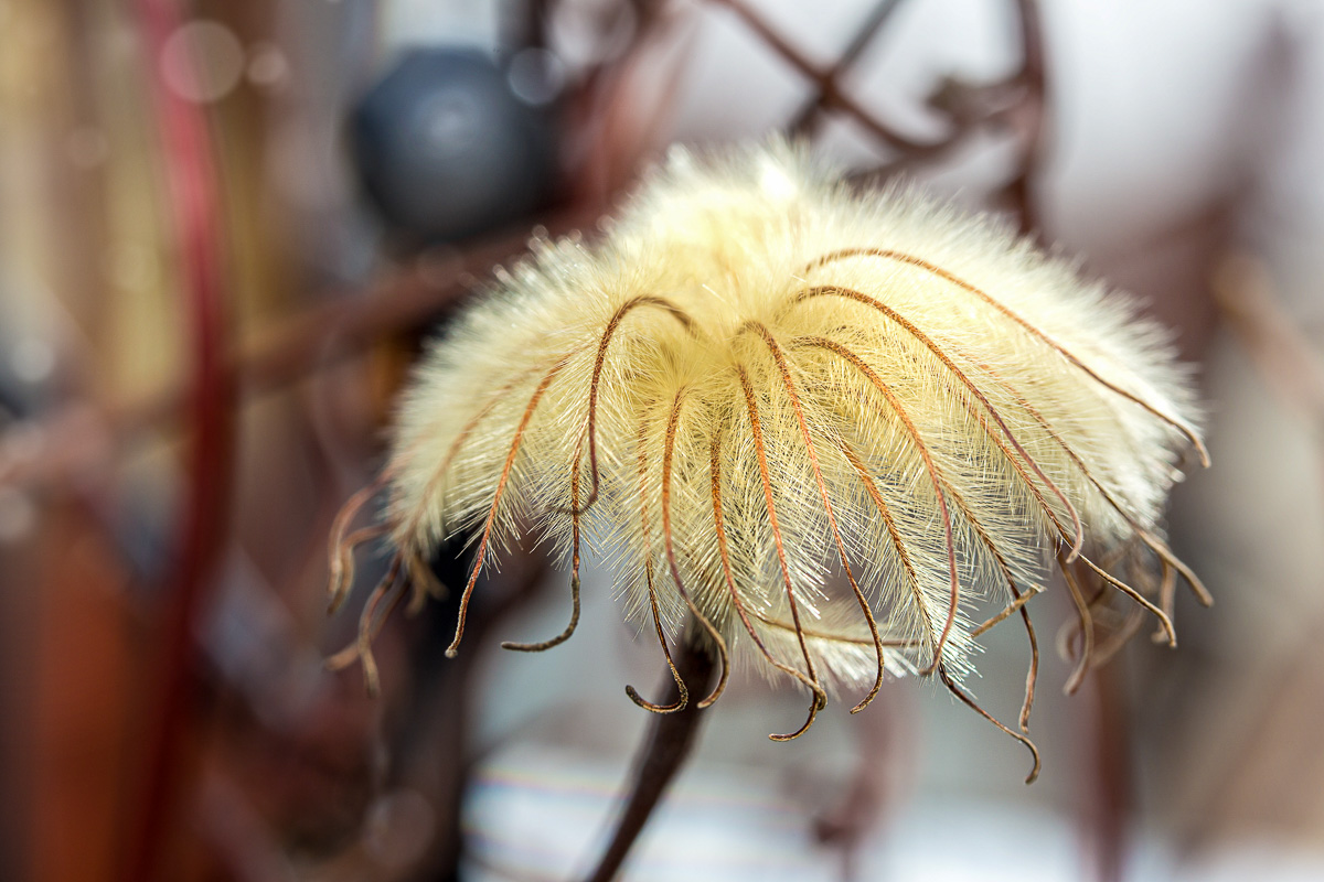 Wilted Clematis