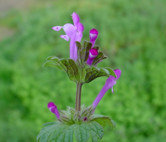 Lamium Amplexicaule, henbit, flowers closeup