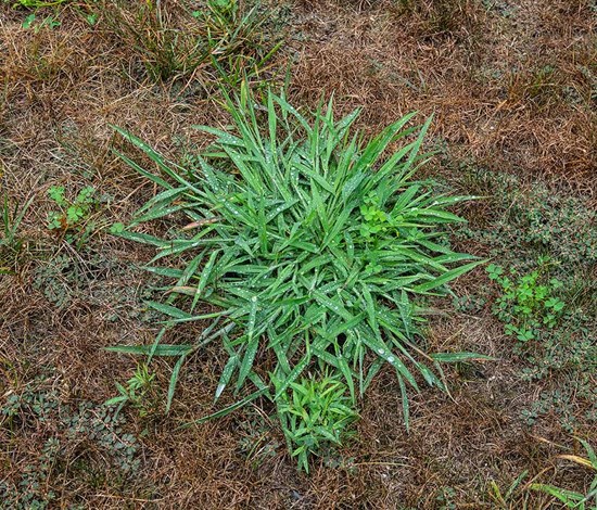 Crabgrass