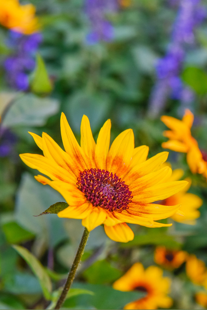 Helianthus annuus SunBelievable™.