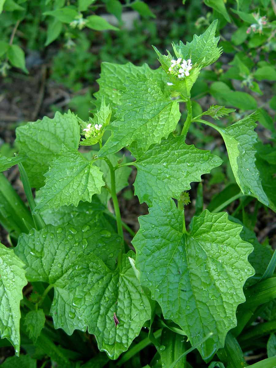 Garlic mustard