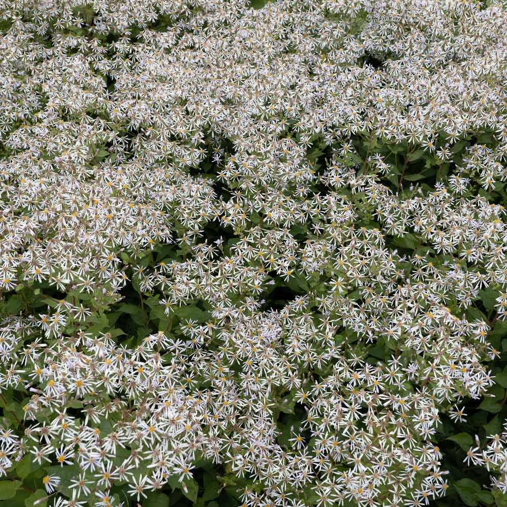 White wood aster