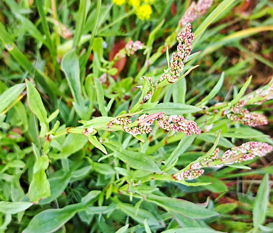 Red sorrel flower head