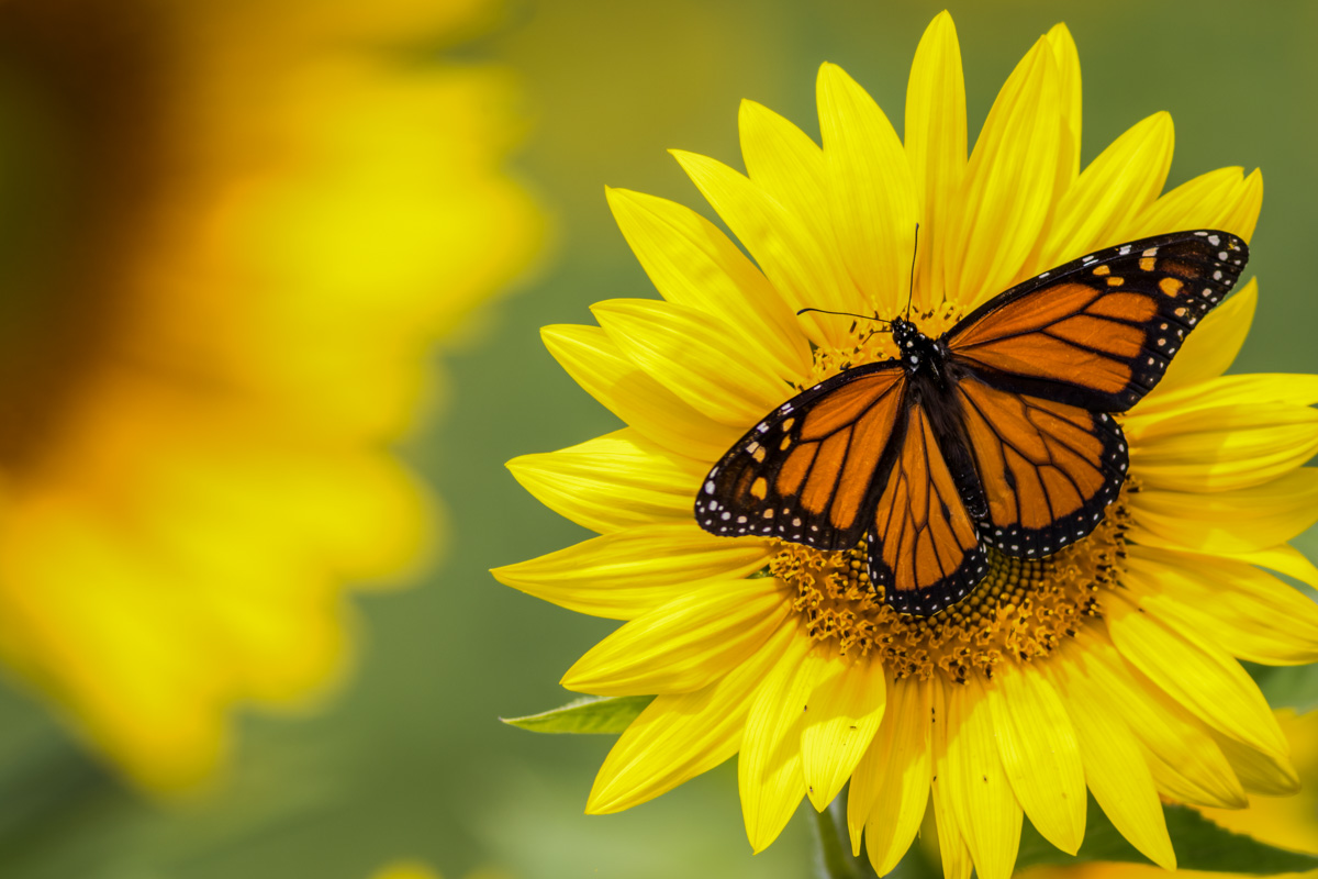 Monarch on Sunflower