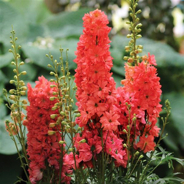 Delphinium ‘Red Lark’. Photo courtesy Darwin Perennials.