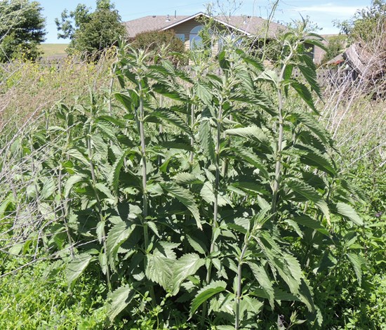 stinging nettle