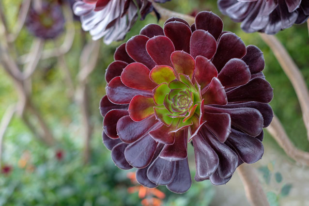 Swartkop Aeonium