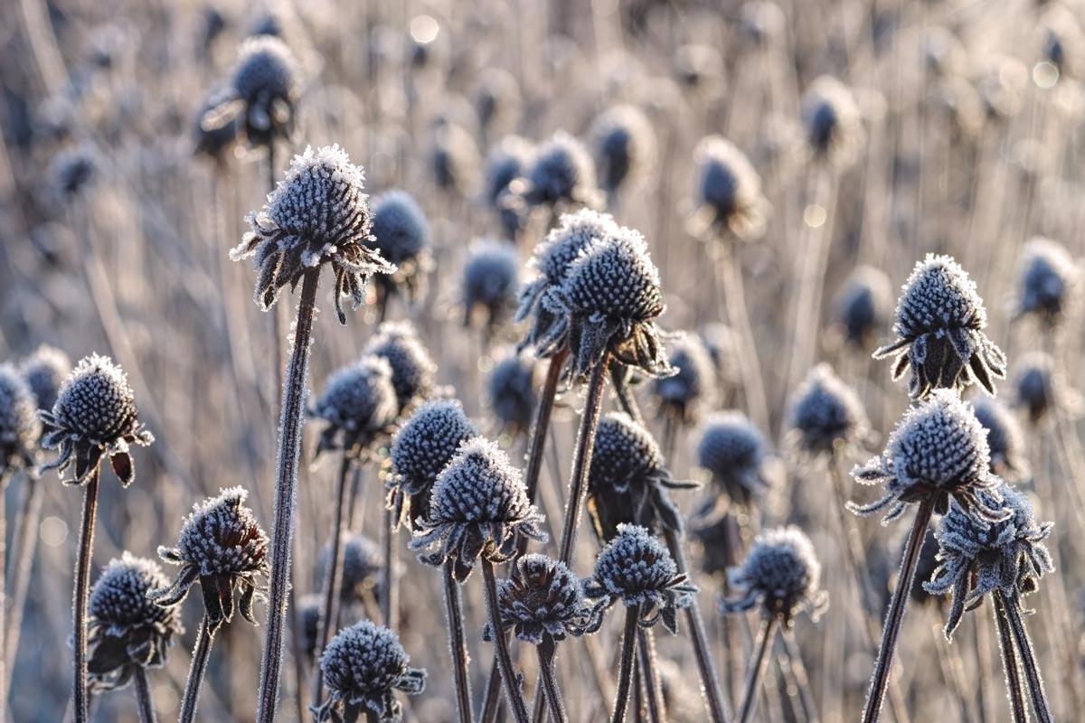 Purple coneflower in winter