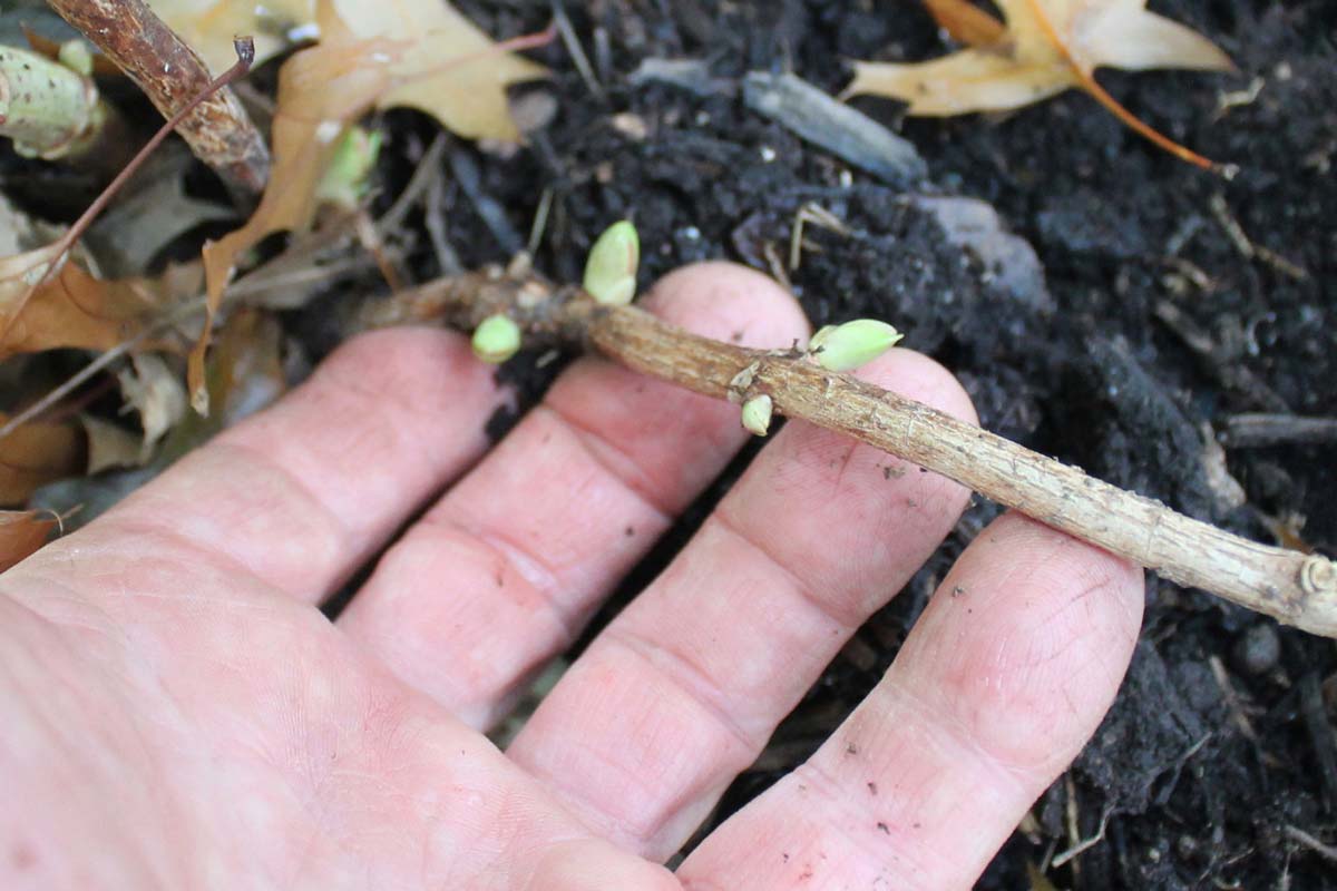 Hydrangea buds