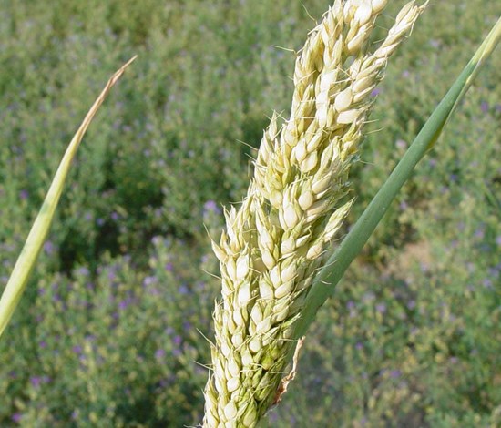 shattercane seedhead