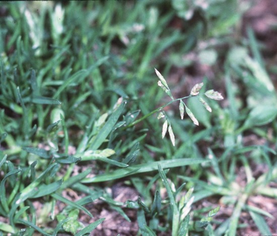 Annual bluegrass Poa annua