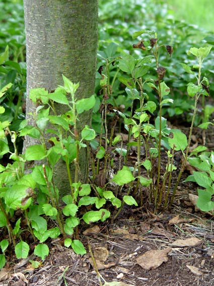 Many fruit trees put out 
