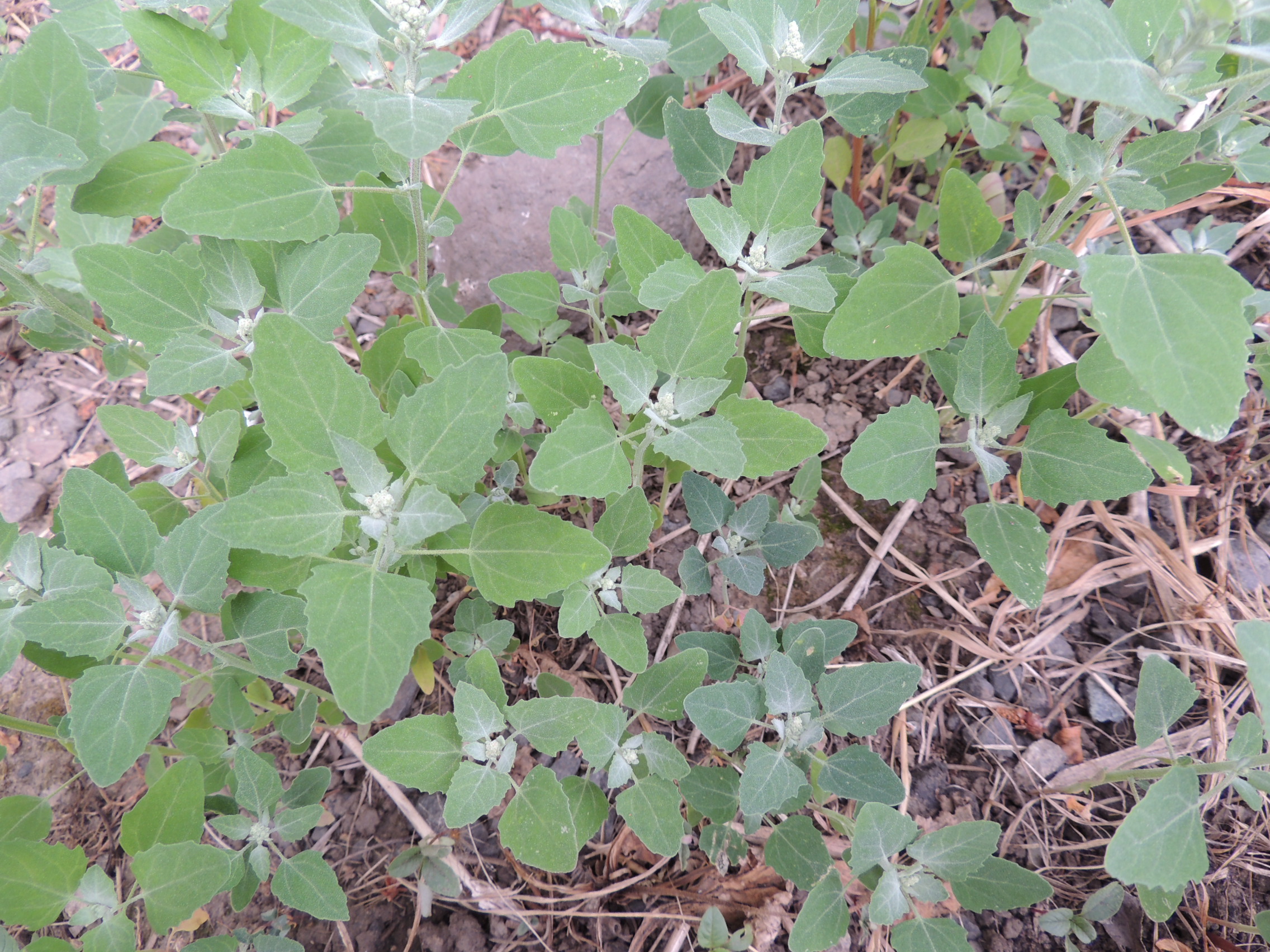 How to Control Lambsquarters