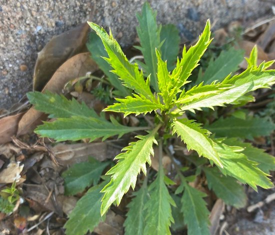 Virginia pepperweed young plant