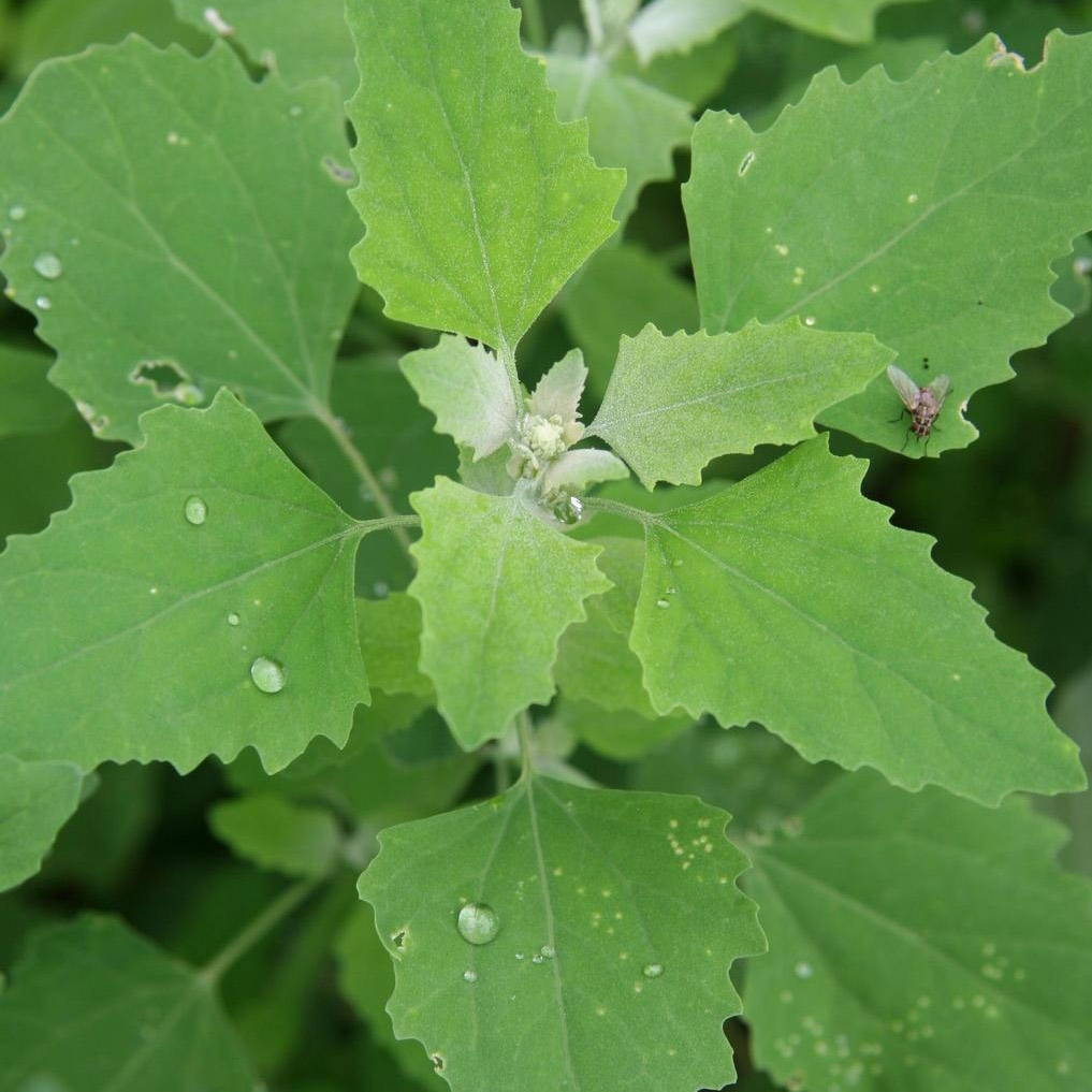 Lambsquarters starting to seed