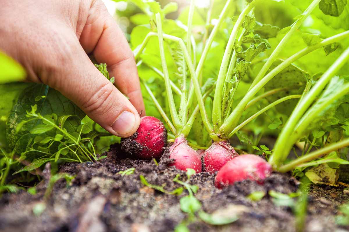 Radishes