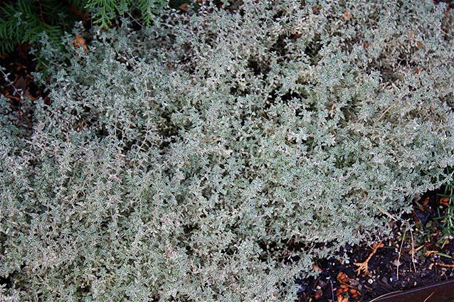 Silver Posie Thyme