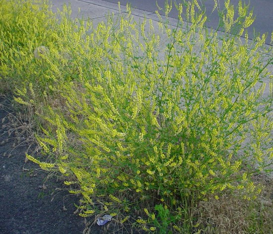 sweetclover