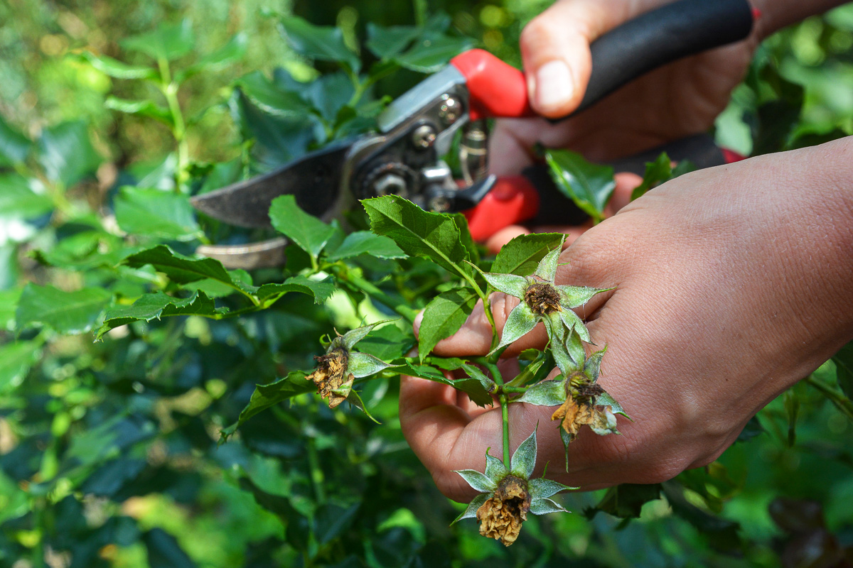 Cutting Rose Bush