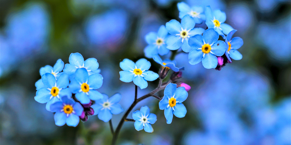 Forget Me Nots