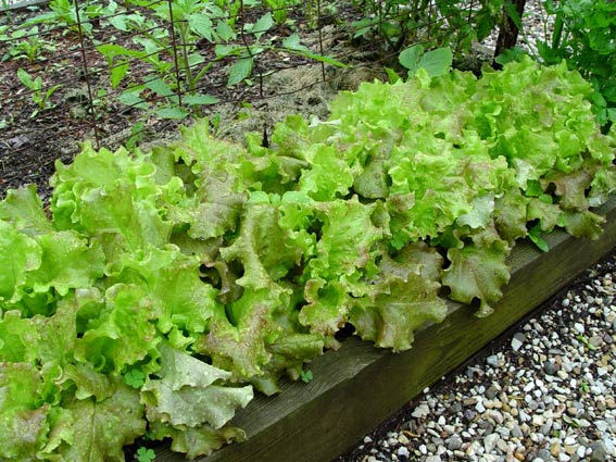 Leaf Lettuce