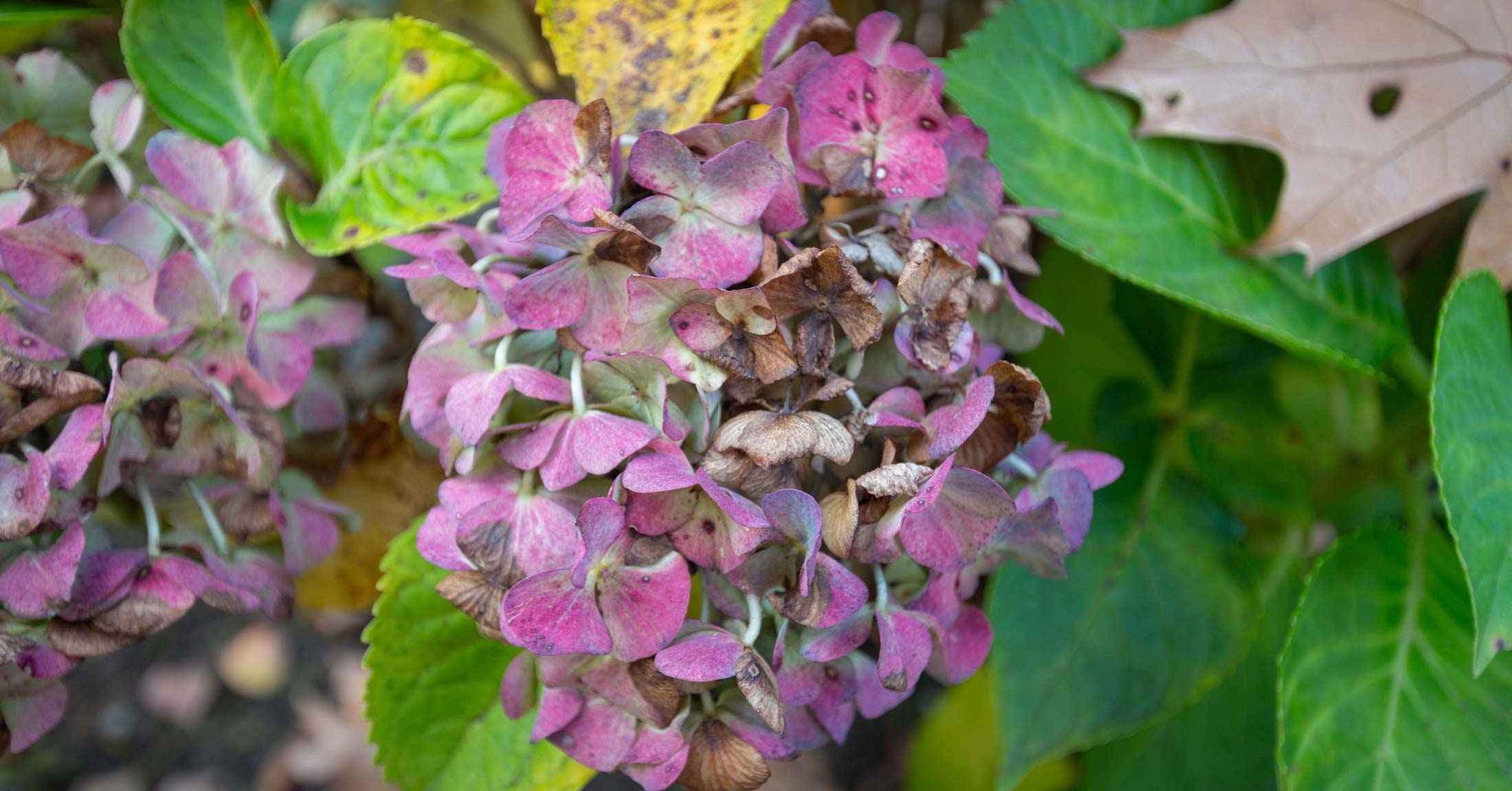 Withered htdrangea