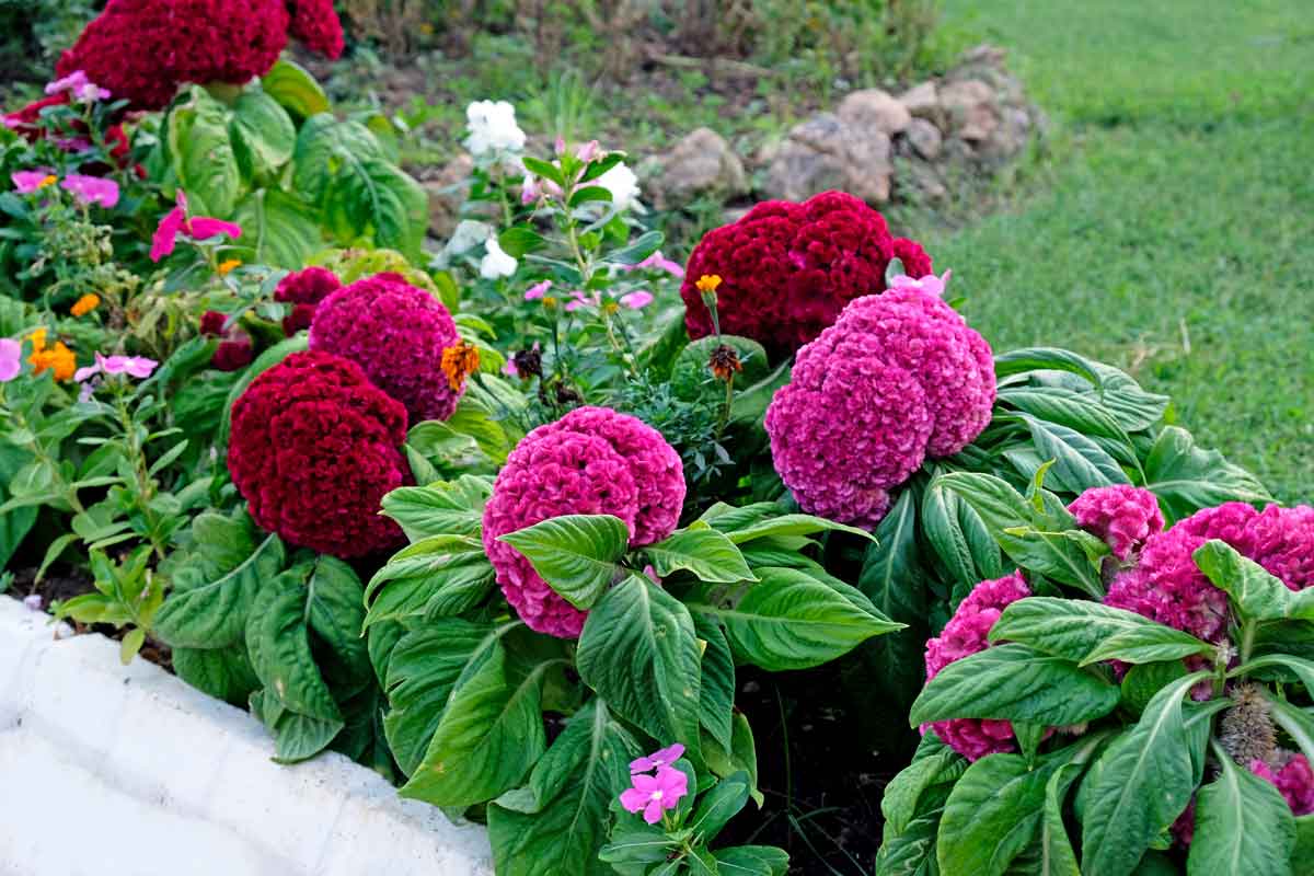 Celosia