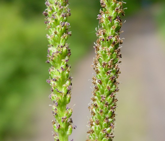 Broadleaf Plantain seedhead