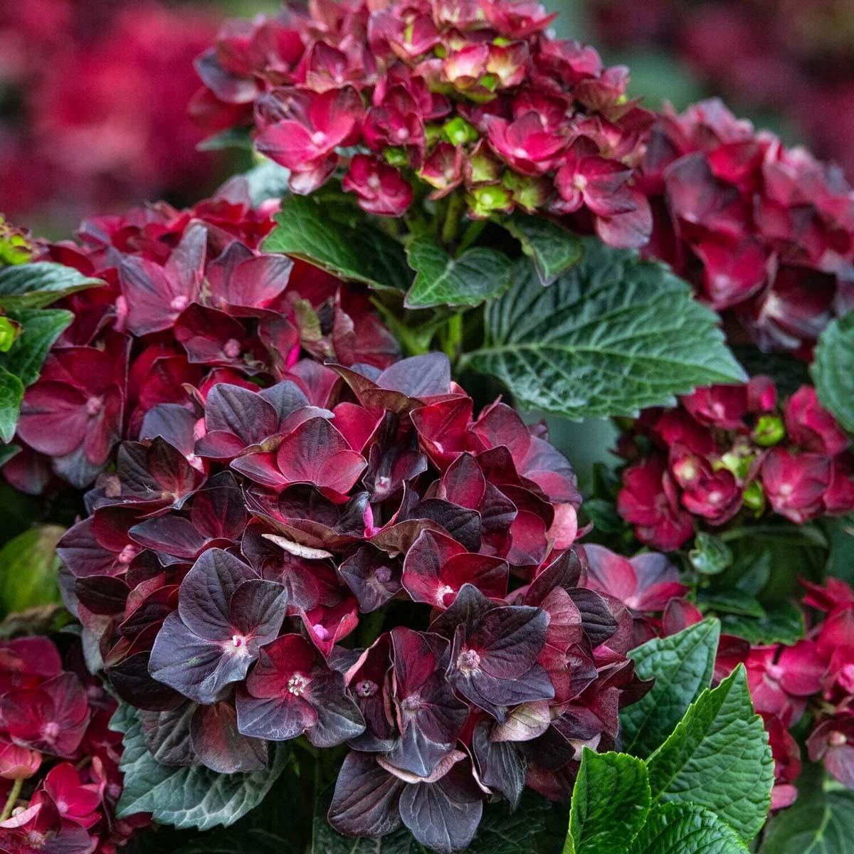 Hydrangea Centennial Ruby
