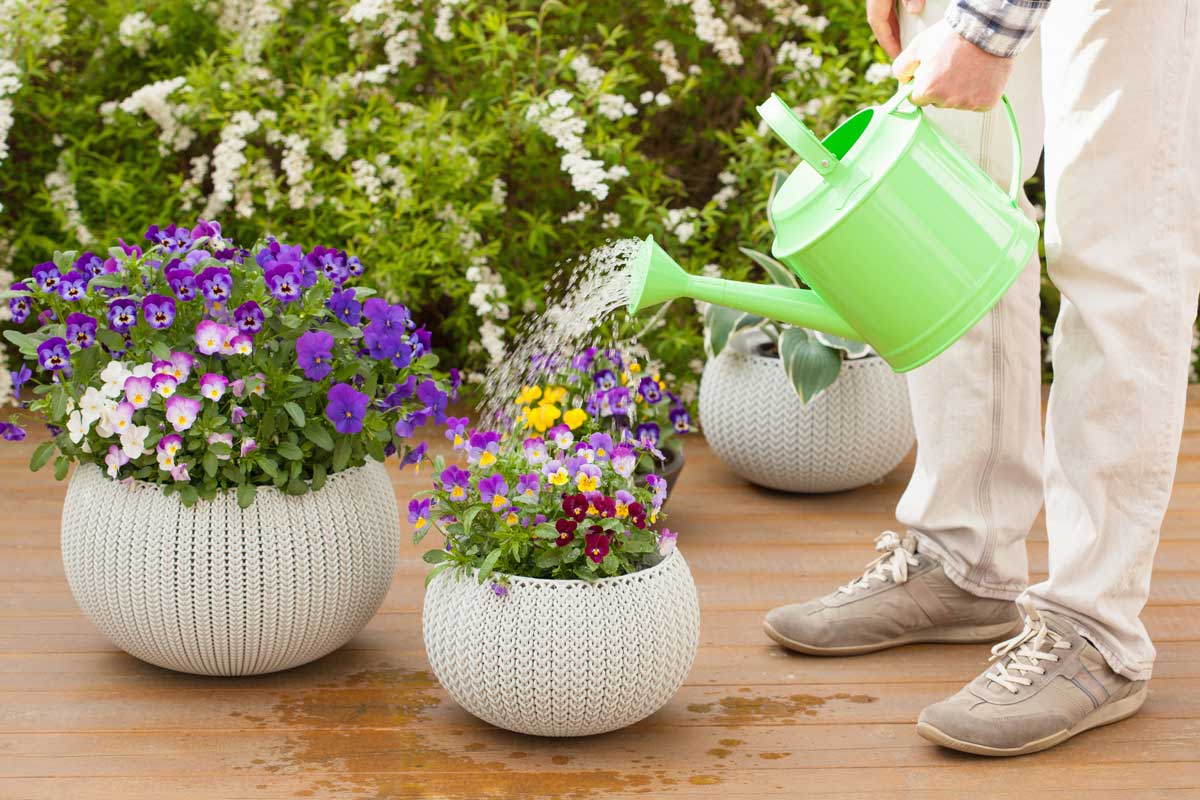 Over watered plants suffer from lack of oxygen as their roots cannot soak up the necessary oxygen in the wet soil. The longer the plant goes without this oxygen source, the worse the damage. Ronstik / iStock / Getty Images Plus