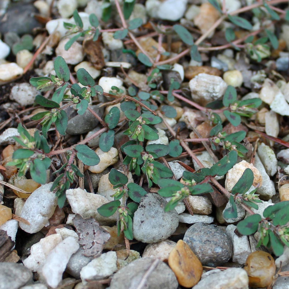 Spotted spurge weed