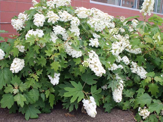 Oakleaf hydrangea