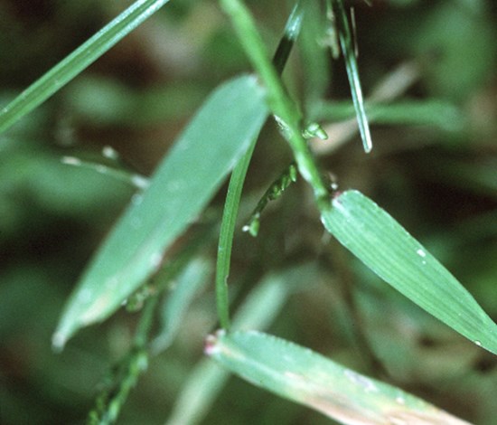Signalgrass