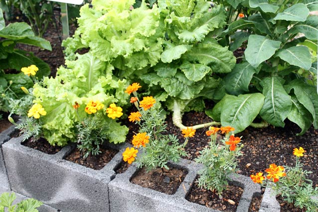 Raised garden edged with cinder blocks.