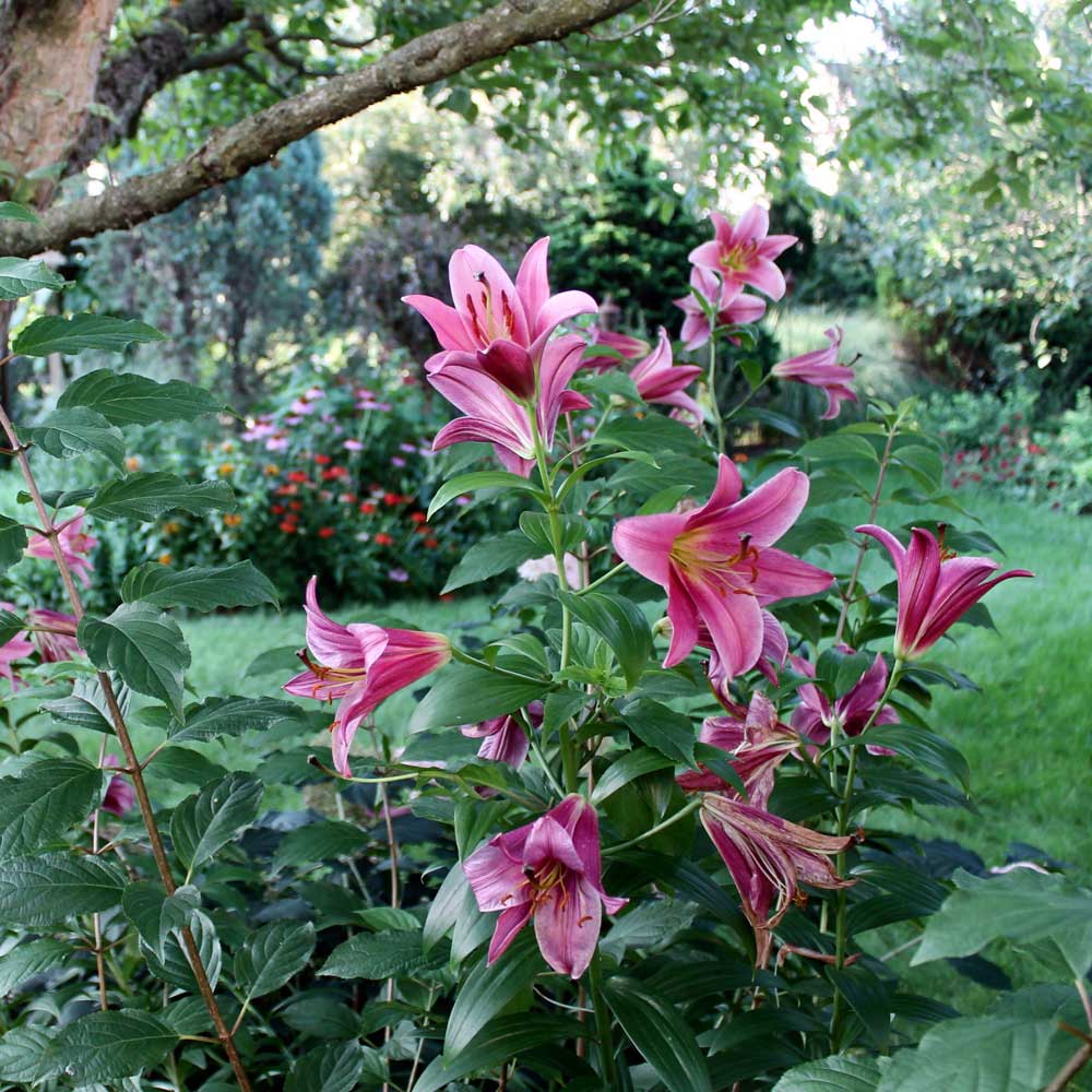 Hardy lilies