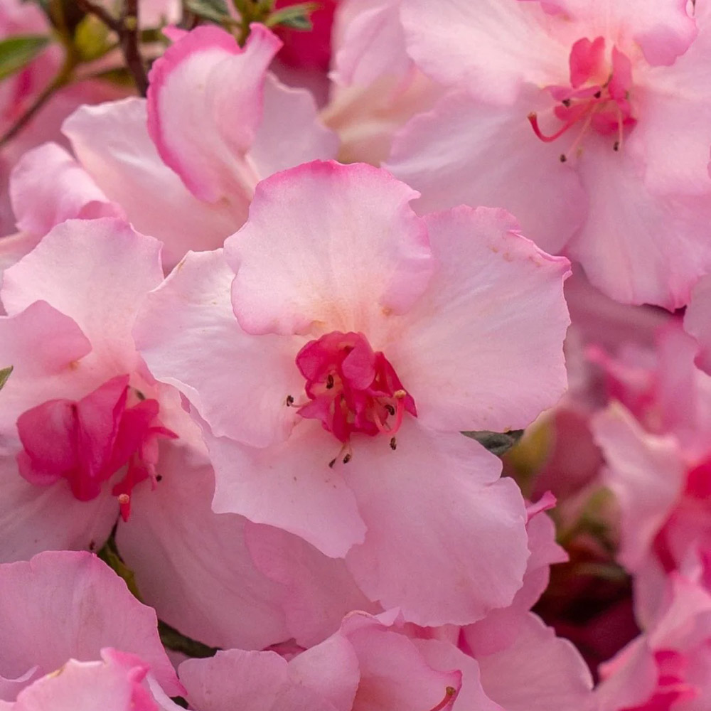 Encore Azalea Autumn Kiss