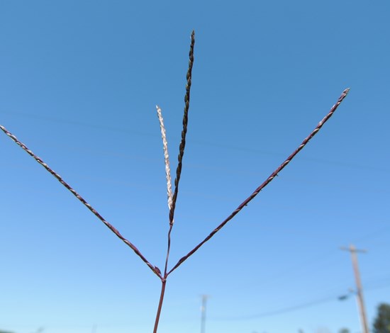 Crabgrass