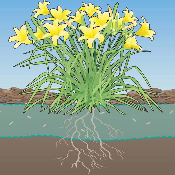 Preen weed control barrier in soil