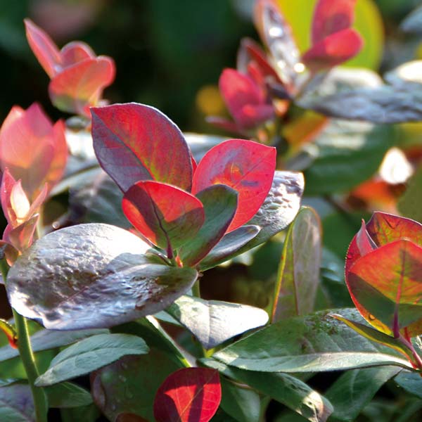 Fall/winter color of Peach Sorbet™ blueberry Photo courtesy BrazelBerry®