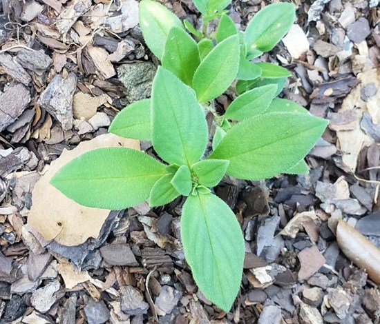 Florida pusley seedling