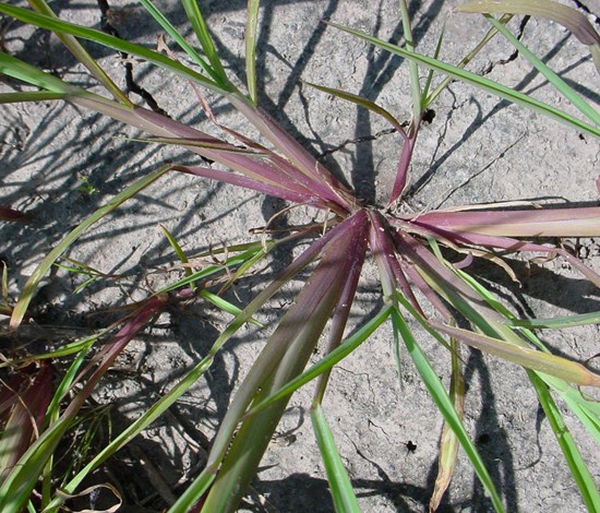 barnyardgrass
