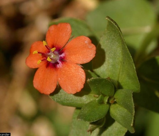 Scarlet pimpernel flower close