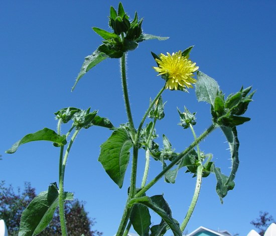 bristly oxtongue