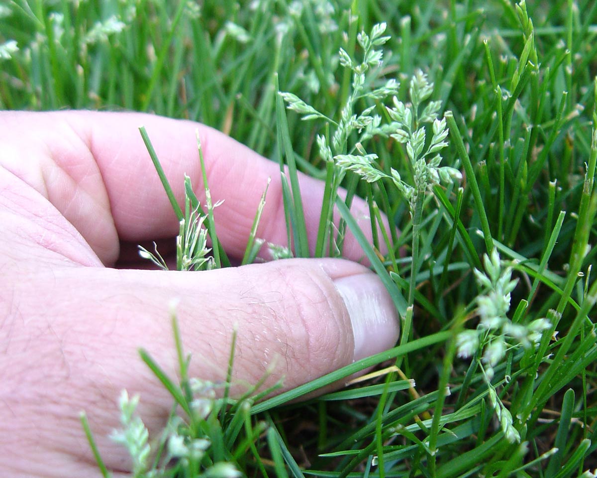 Annual bluegrass seed spikelets