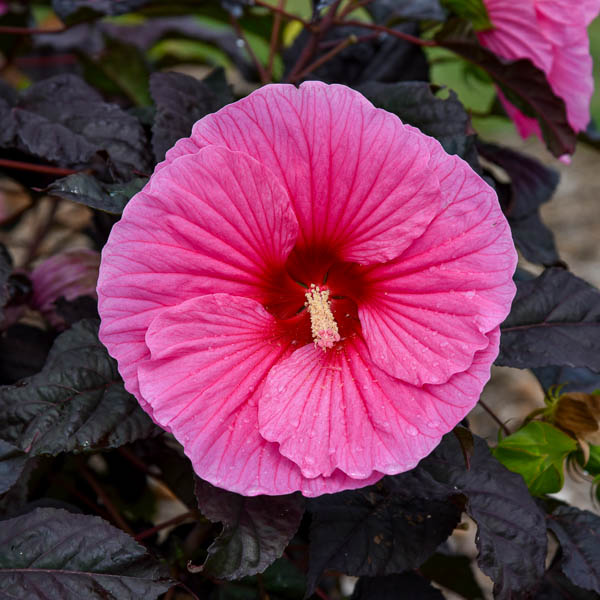 Hibiscus Edge of Night