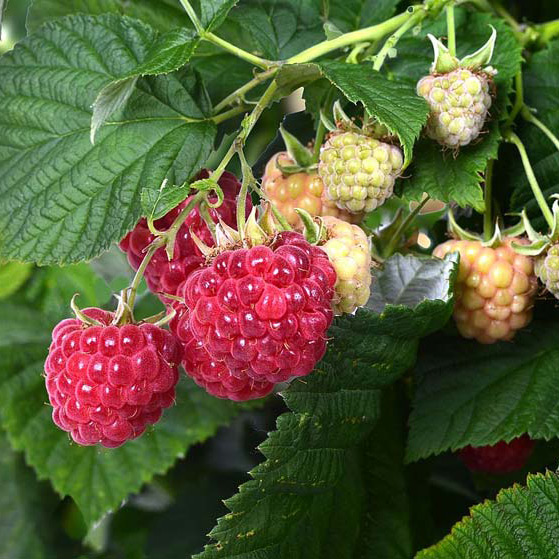 Rasberry Shortcake™ fruit